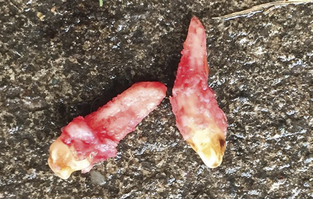 Two wolf teeth following removal