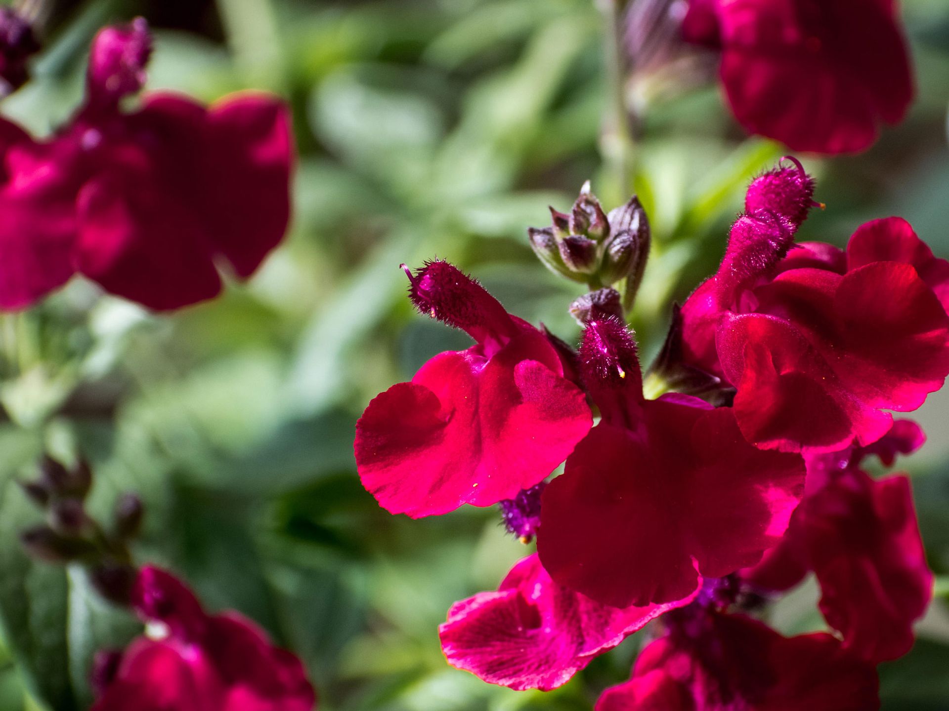 5-plants-to-plant-in-september-to-ensure-a-blooming-backyard-livingetc