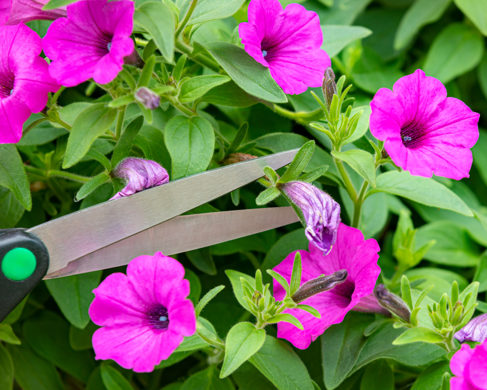 Gardener uses scissors to deadhead petunia flowers