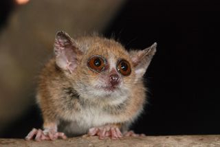 A photo of a gray mouse lemur.