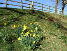 daffodils-e1461579348378.jpg