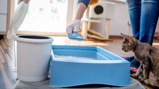 Woman cleaning out litter box while cat watches