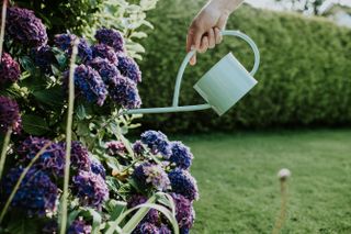 Watering a purple hydrange in a garden