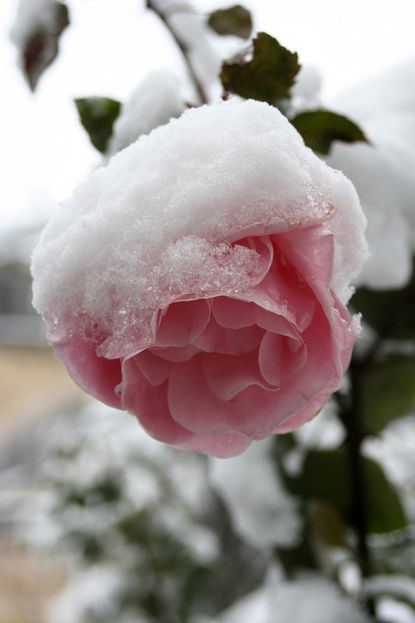 Cold Hardy Roses: Learn About Planting Roses In Zone 3 Gardens ...