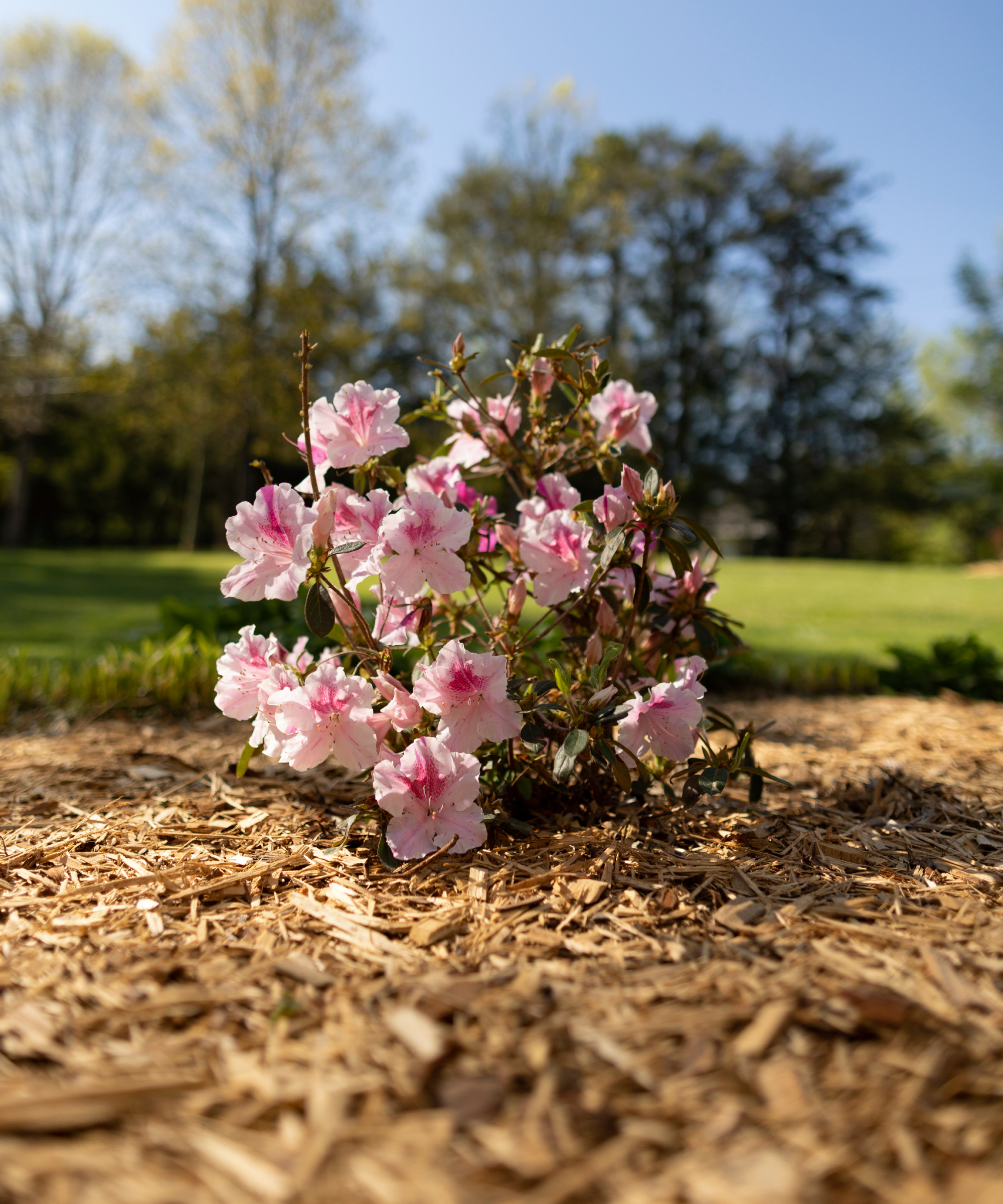 azalea in mulch garden