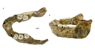 A photo of a fossilized human-like jaw