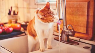 Cat drinking water out of faucet in kitchen