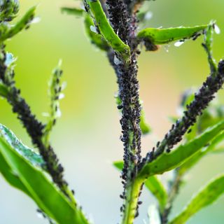 Many dark grey aphids on a young plant stem - ANGHI - Getty Images 1416003761