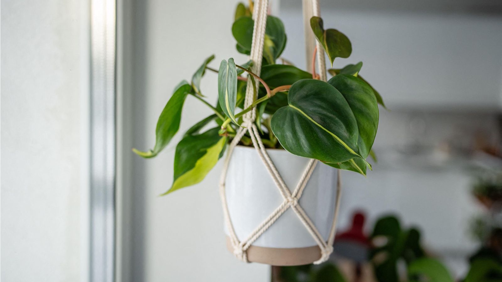 Where to Place a Heartleaf Philodendron: Feng Shui Insights | Homes and  Gardens