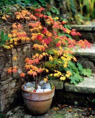 plant pot in an autumn garden