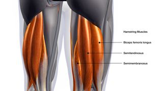Hamstring anatomy labeling the three hamstring muscles