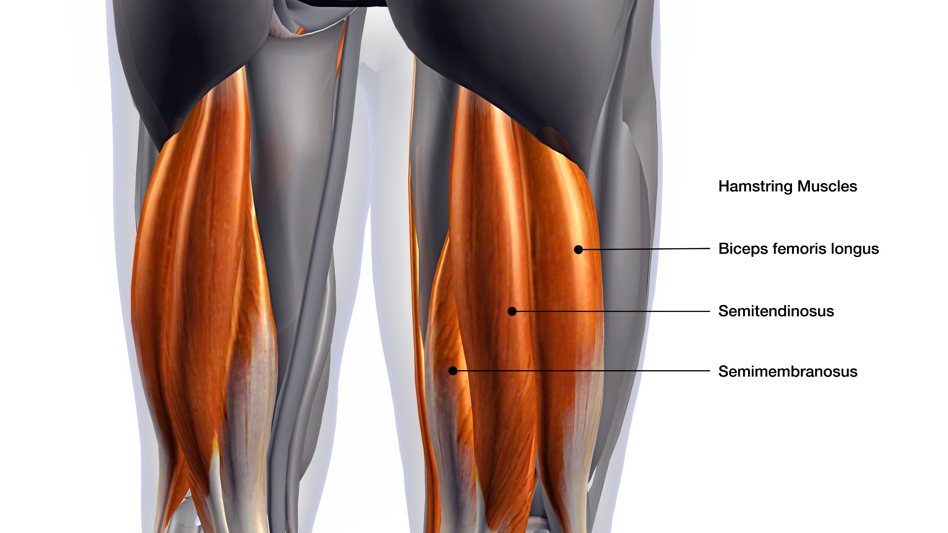 Hamstring anatomy labeling the three hamstring muscles