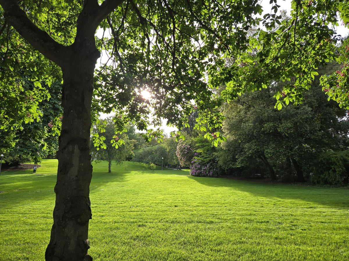 Green grass and trees