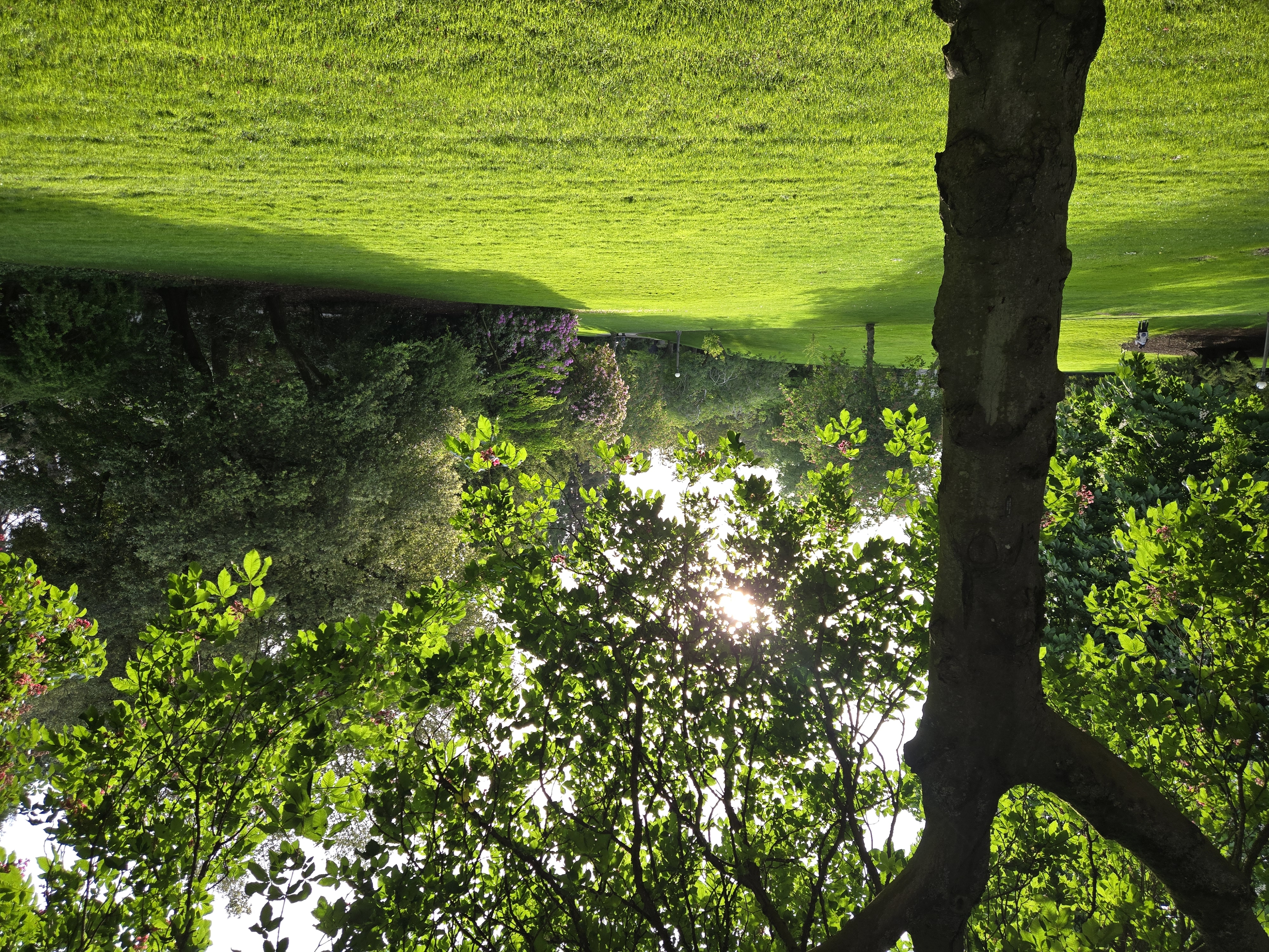 Green grass and trees