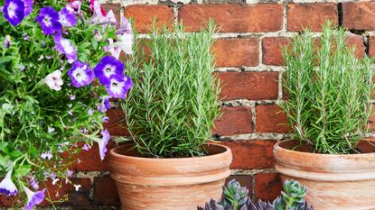 Rosemary plants growing in terracotta pots next to brick wall