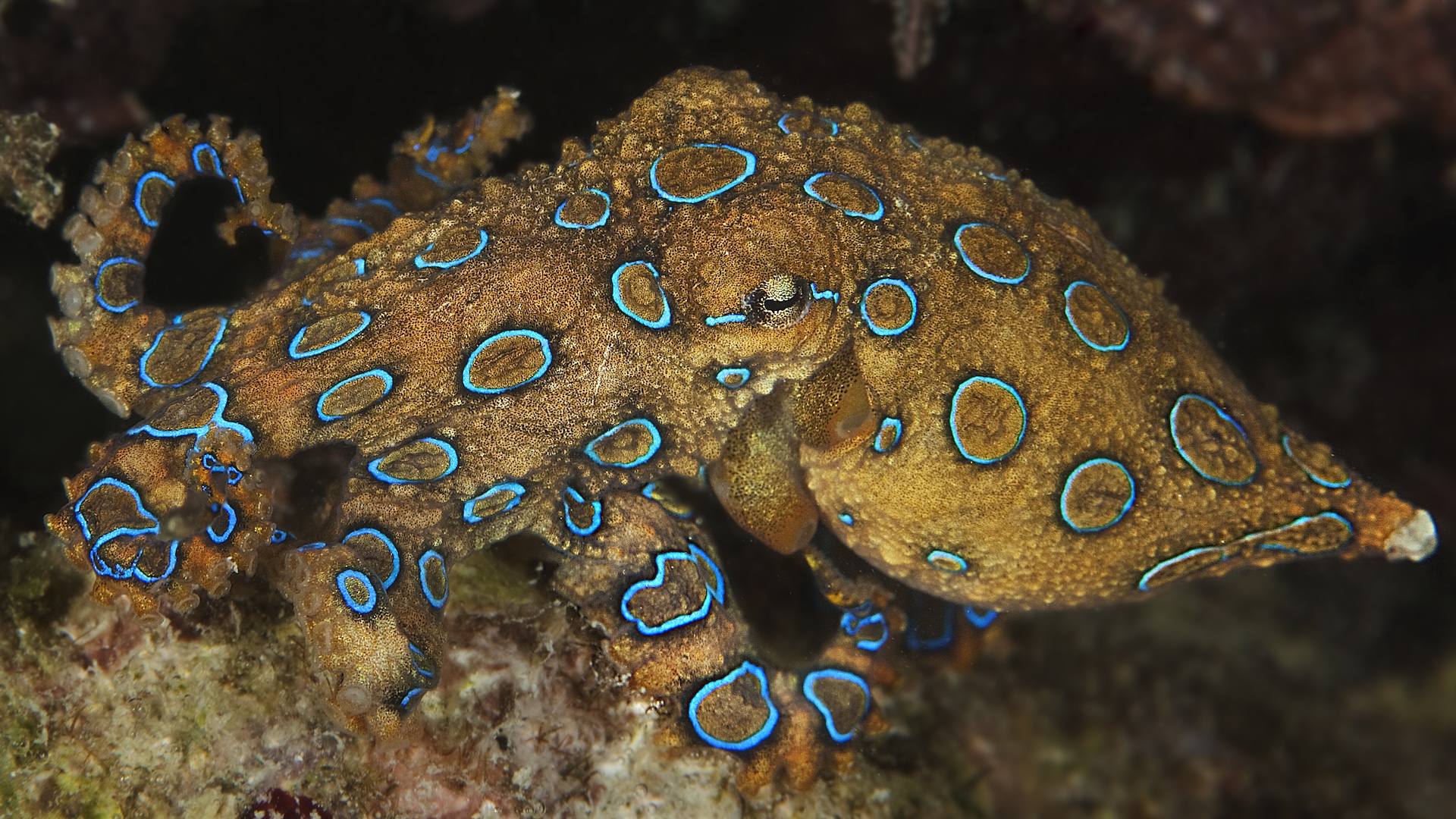 a close-up of a blue-ringed octopus
