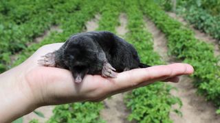 Someone holding a mole in the palm of their hand