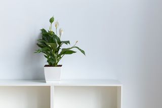 Peace Lily aka Spathiphyllum plant in the office on white wall backrgound with copy space