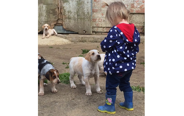 7 Heythrop puppies
