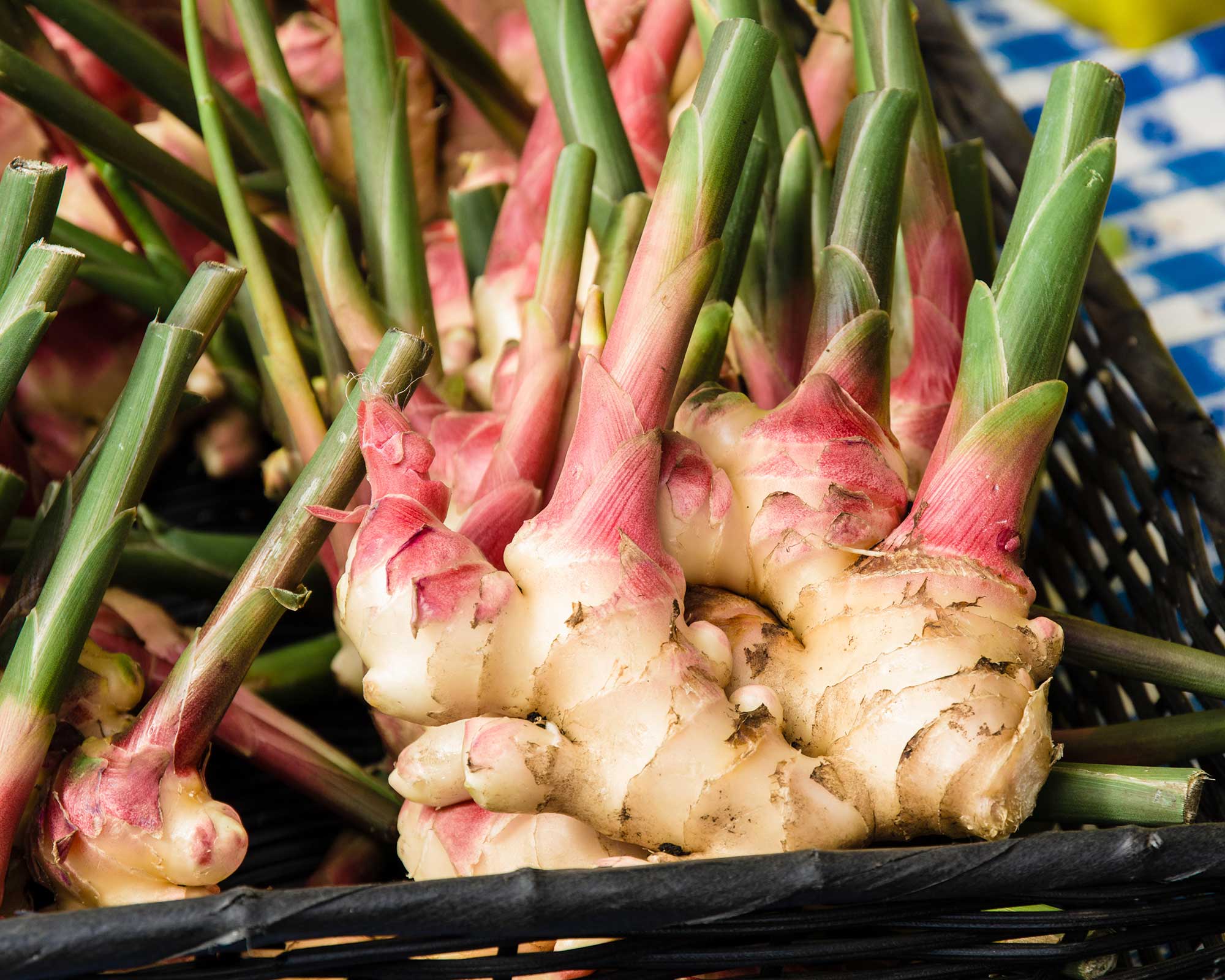harvest of ginger