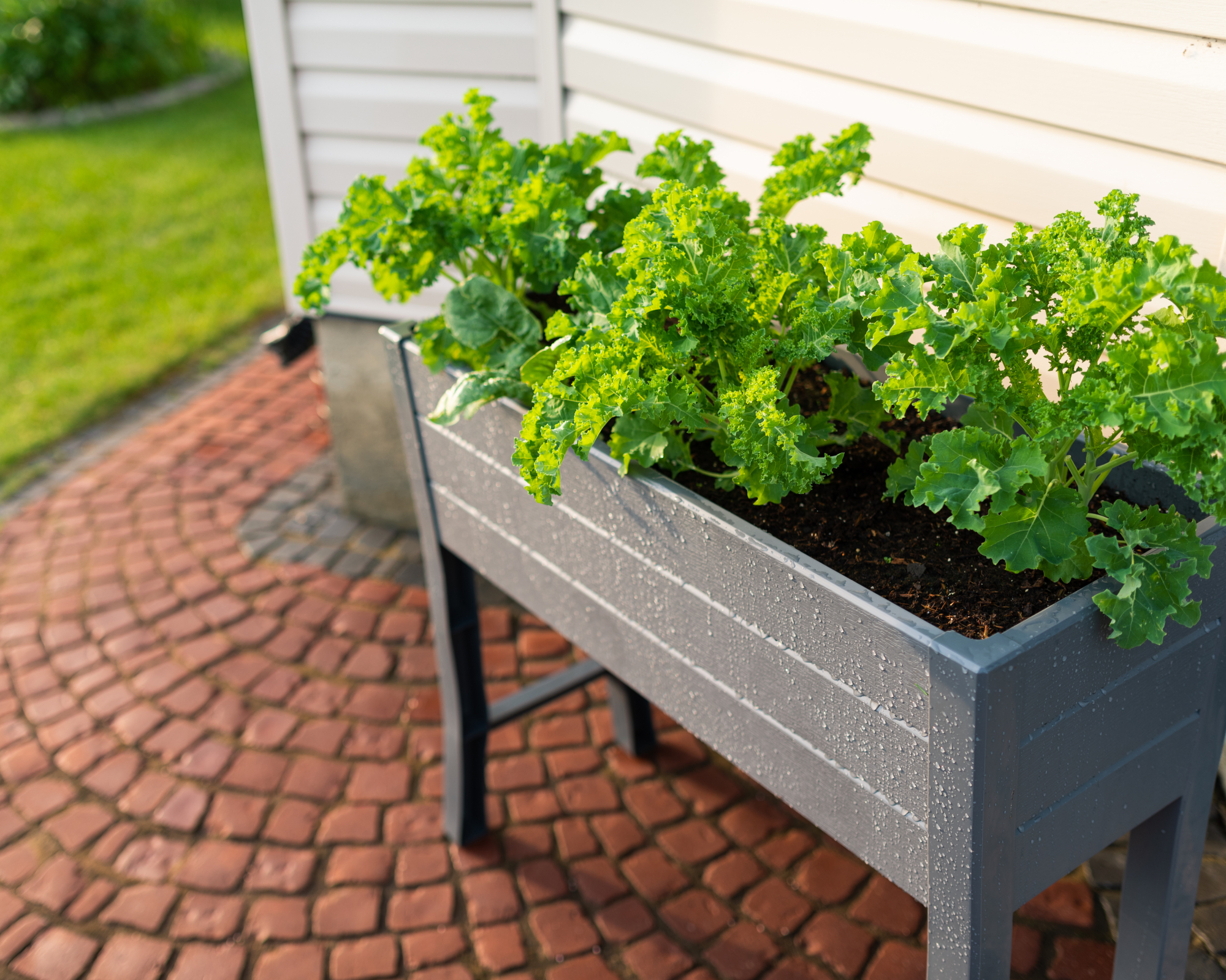 Kale and spinach planted in a raised garden bed on a patio in the rain