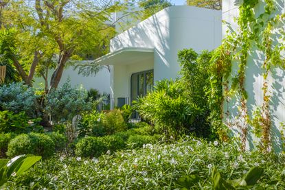 A white modern home with a wild and leafy front yard 