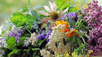 Herbs and flowers