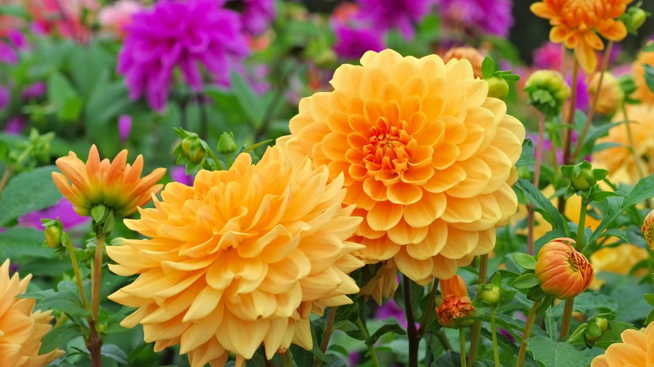 Dahlia in summer, is called Orange Garden