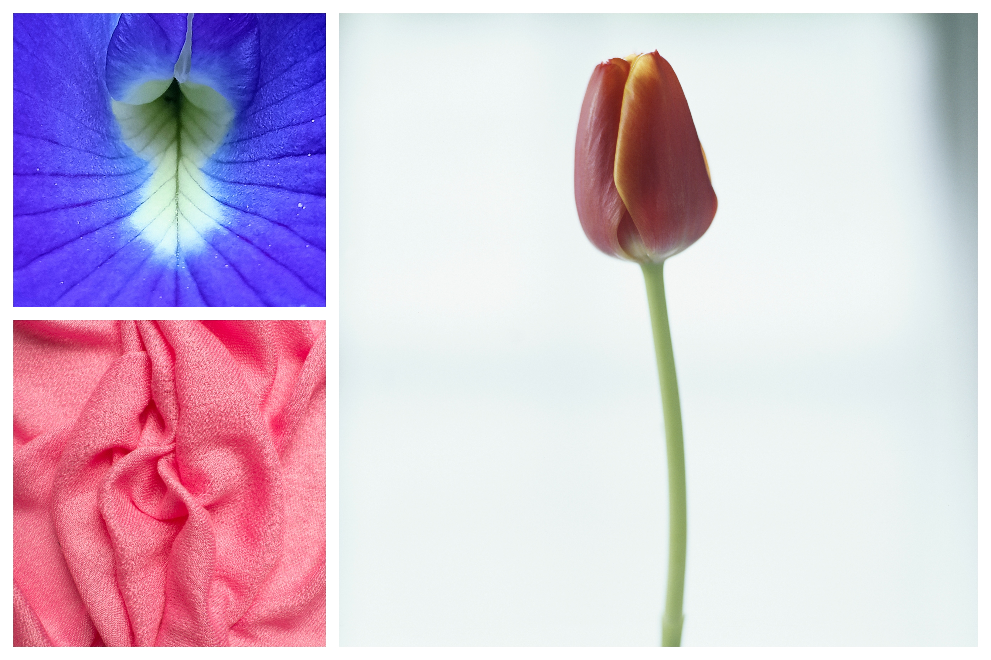 flowers that look like a vagina