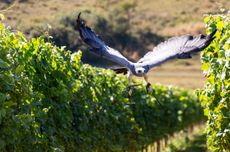 Birds of prey protect wine grapes at Rathfinny estate, UK.