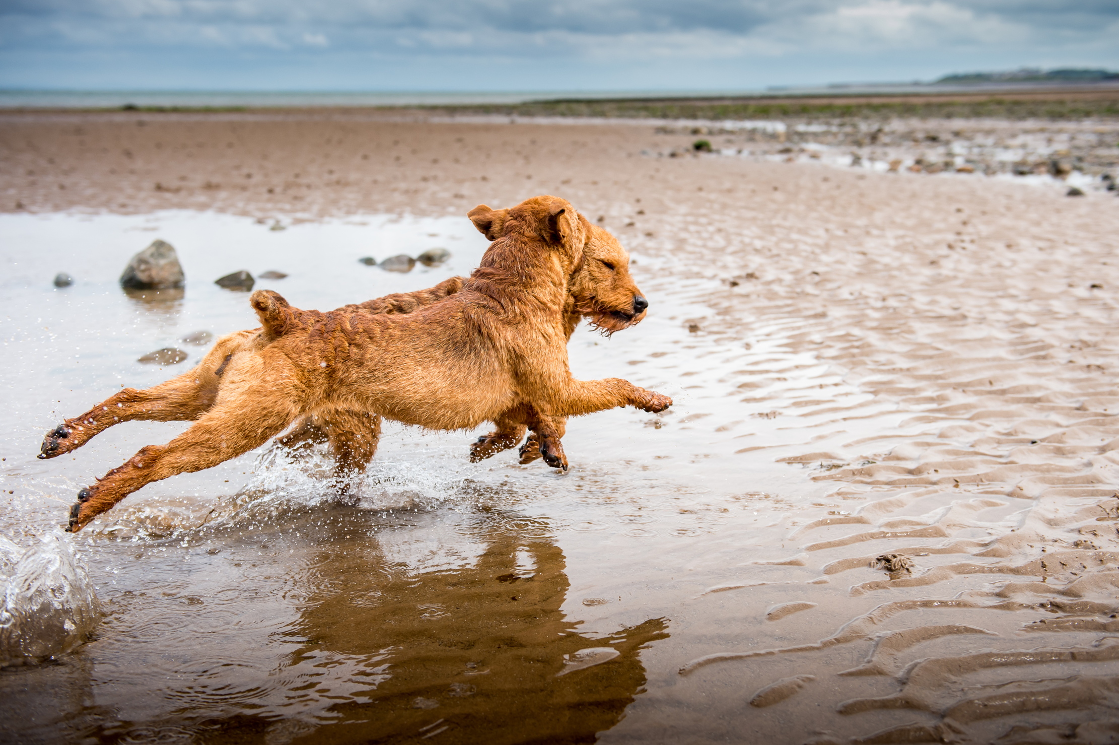 A pair of Lakeland terriers runs on the beach