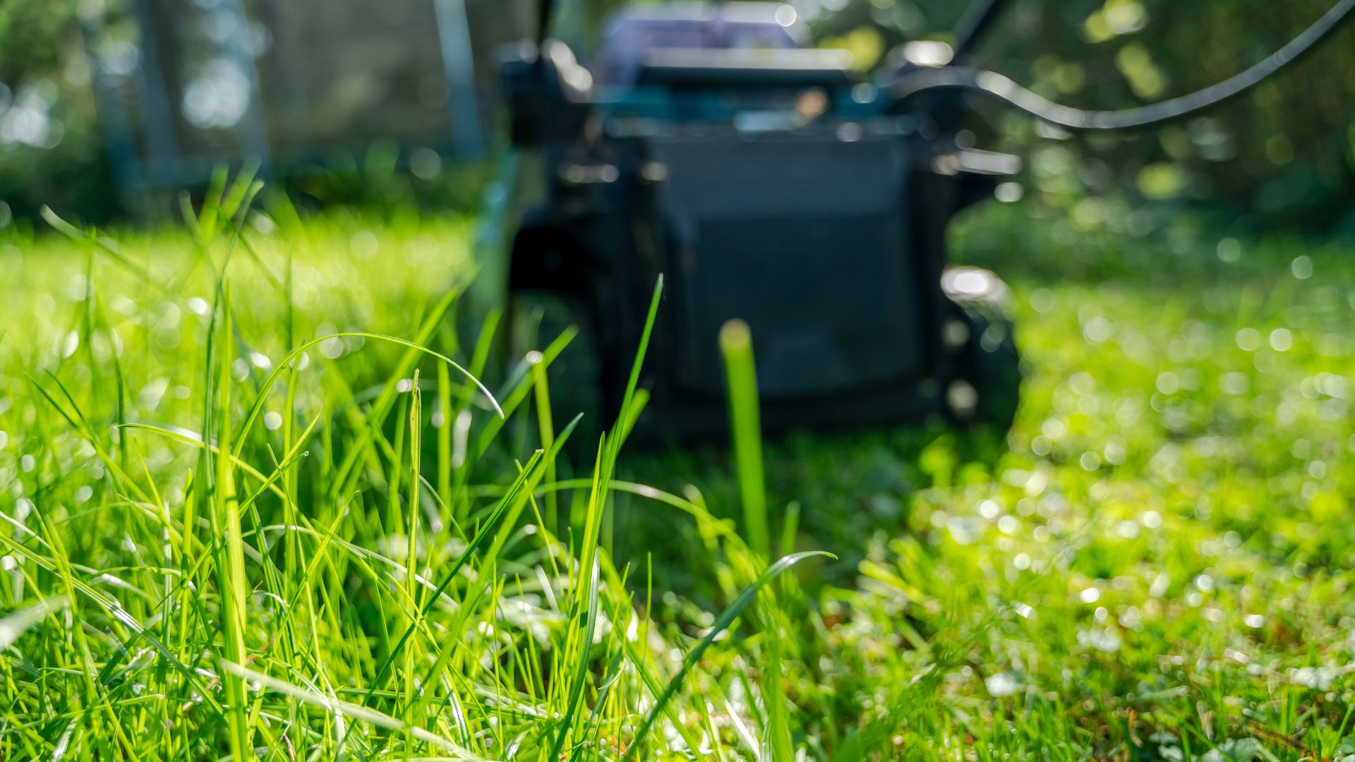 picture of grass being cut with lawn mower