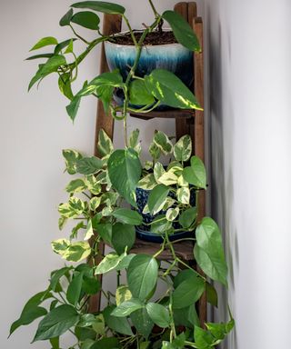 pothos plant on corner stand