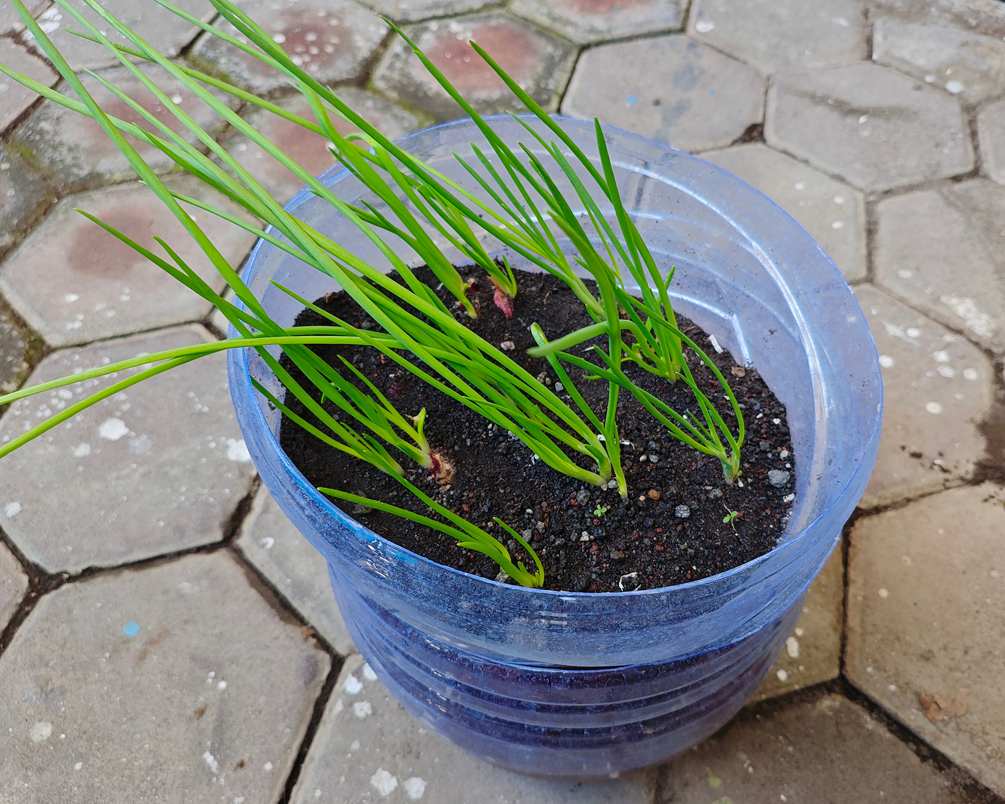 Long, green shallot shoots thrive in a DIY planter made from a large, reused plastic water gallon