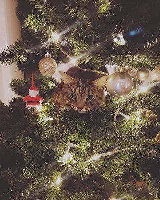 cat hiding in a Christmas tree