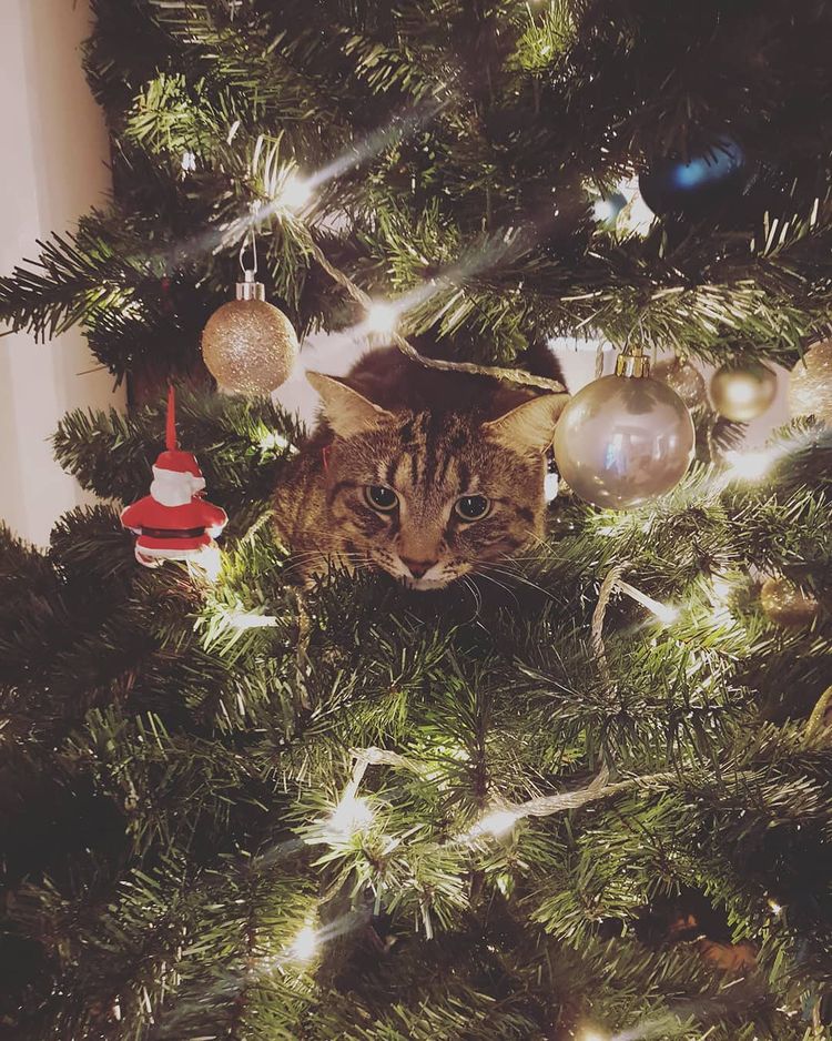 10 photos of cats vs Christmas trees that prove felines love getting ...