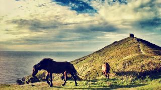 Two dartmoor ponies walking near Rame Head