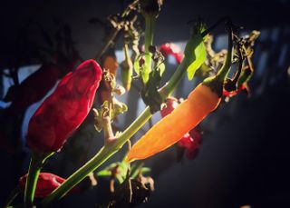 Chilli plant