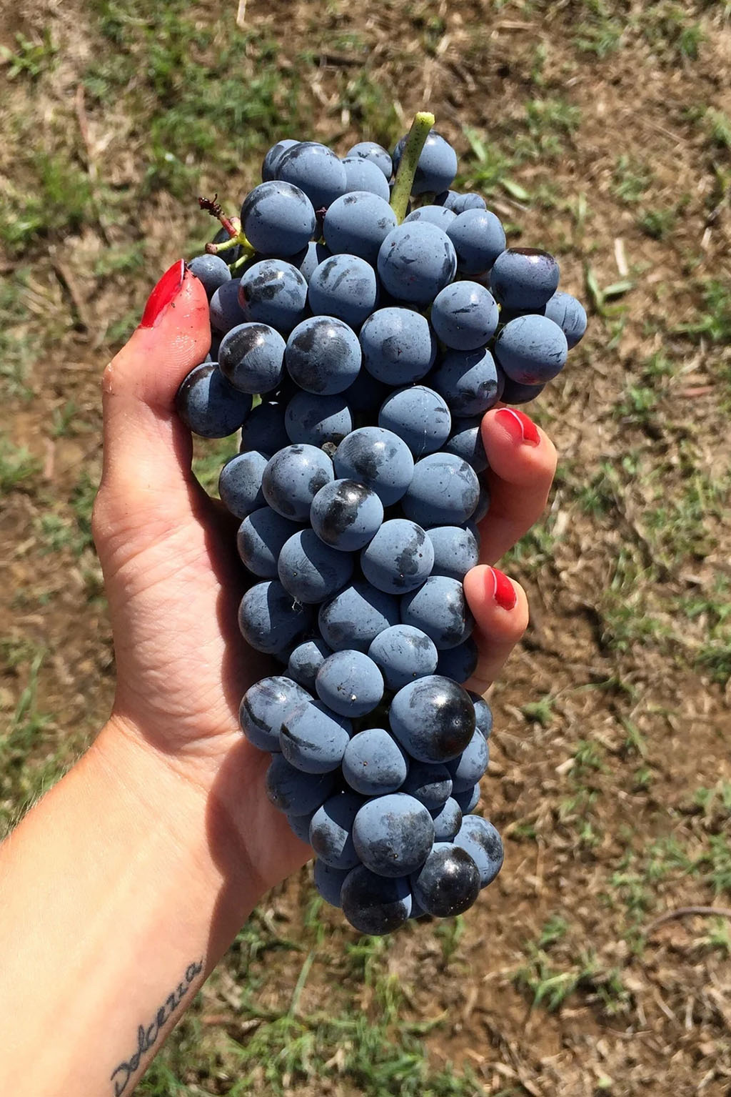 A bunch of Caberlot grapes