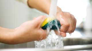 person wringing a sponge out under a running tap