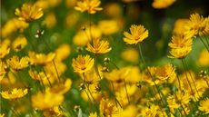 Yellow coreopsis