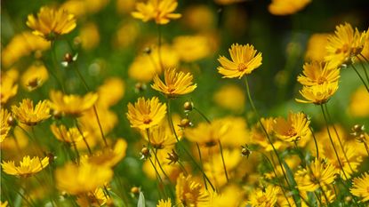 Yellow coreopsis