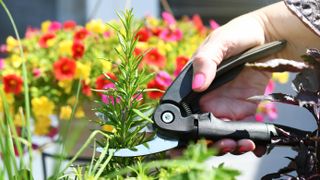 A pair of pruning shears cutting back rosemary