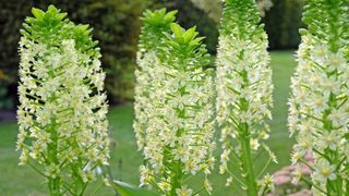 Pineapple lily flowers