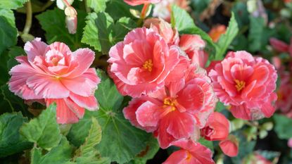 Pink begonia flowers growing on begonia plant