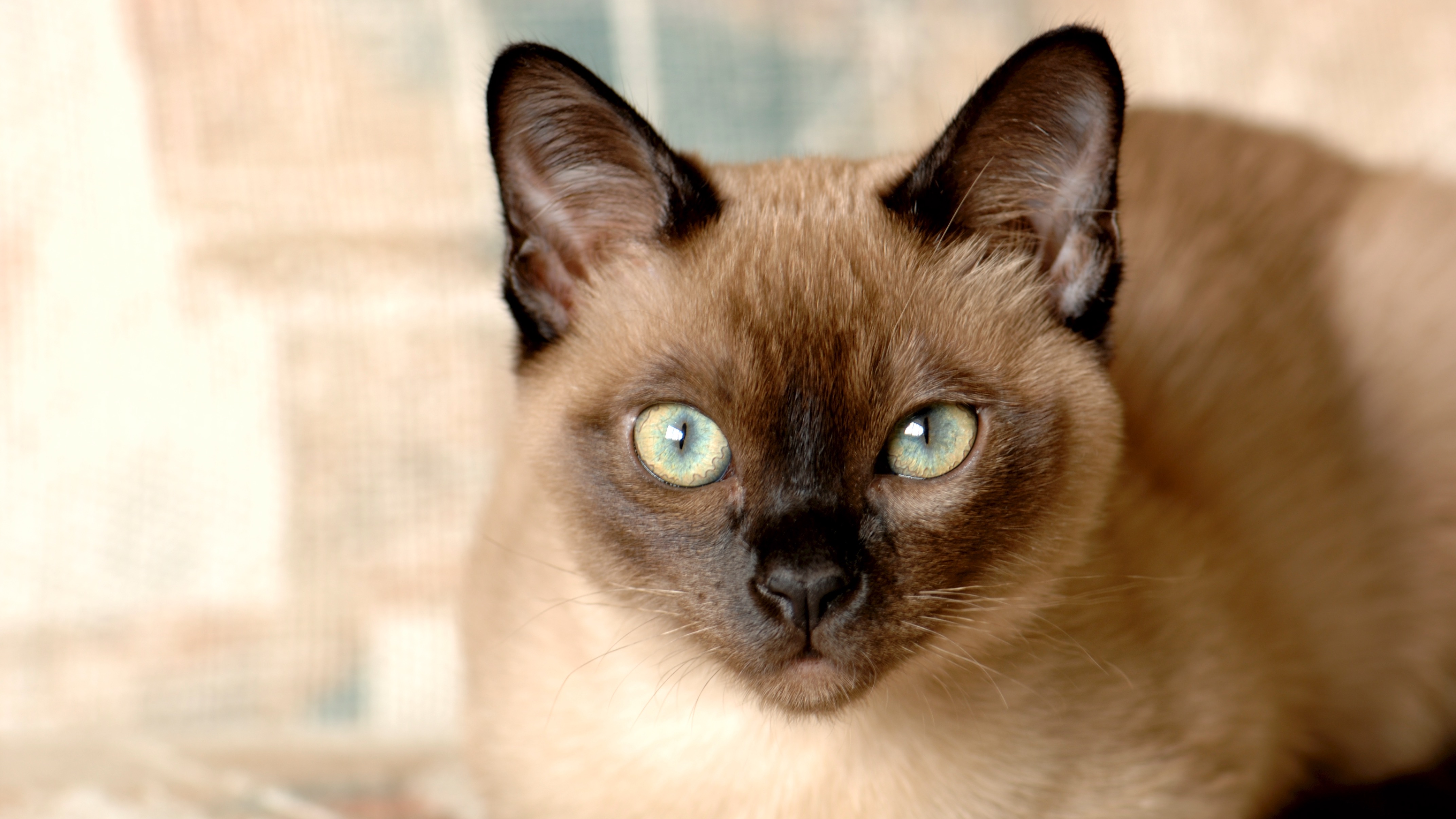 Tonkinese cat