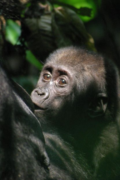 gorillas, chimpanzees, congo