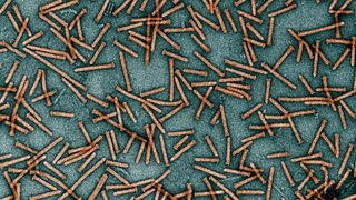 microscopic image of "syringe" proteins that look like thin, tubular nail-like shapes against a blue background