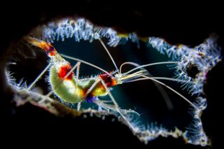 Fábio Freitas won a Highly Commended award in the Macro category for this shrimp image, which he captured off Bonaire Island at a spot called Something Special.
