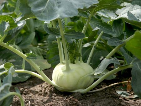 Kohlrabi Plant In The Garden